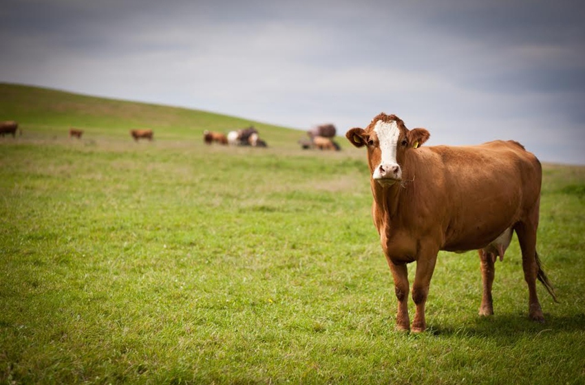 Experto plantea estrategias para el manejo de la crianza bovina en tiempos de sequía